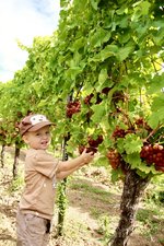 Jakob Lintz bei der Weinlese 2022.